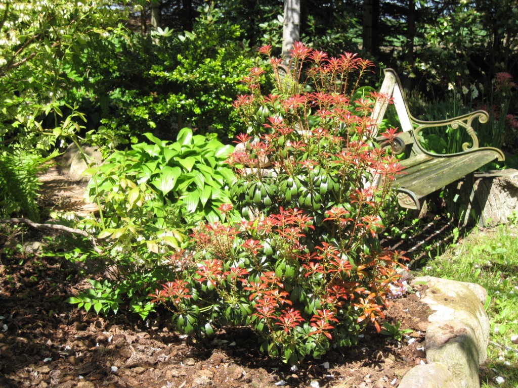 Pieris 5.