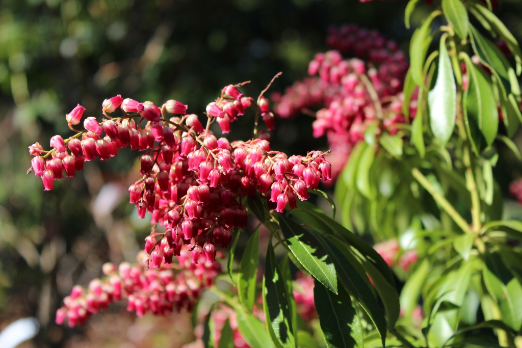 Blomster på pieris 6.