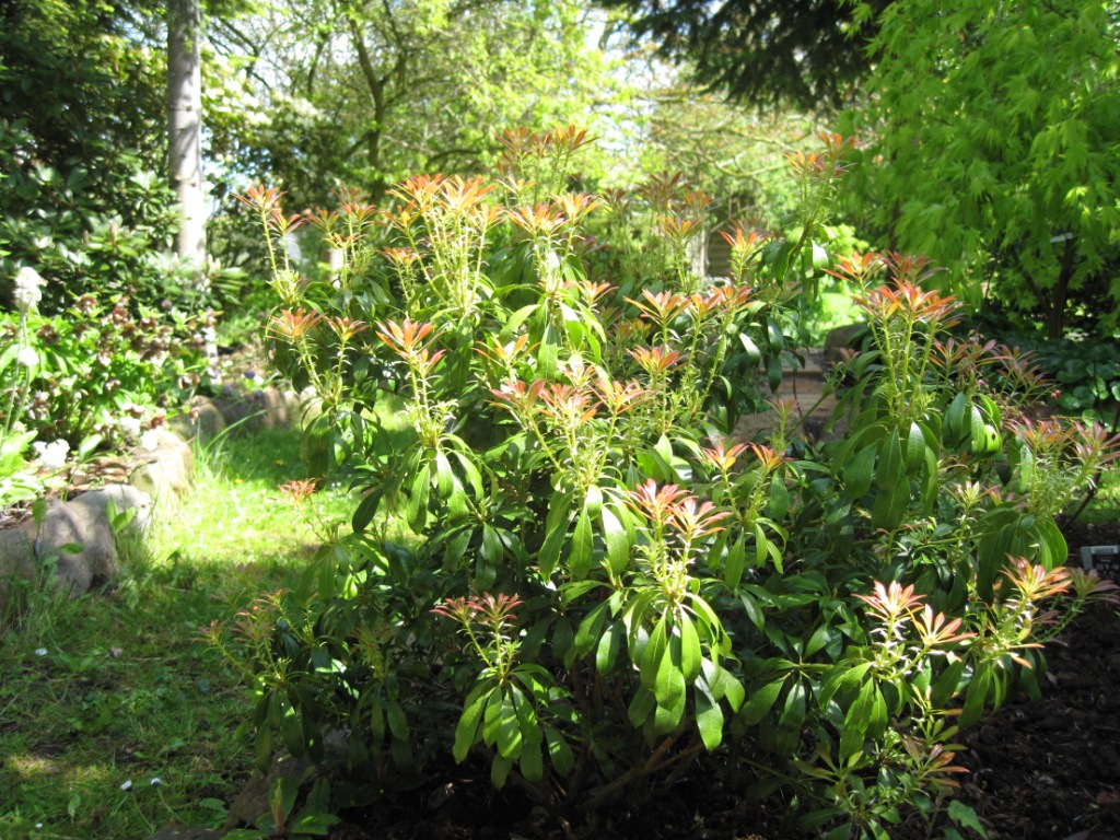 Pieris 6.
