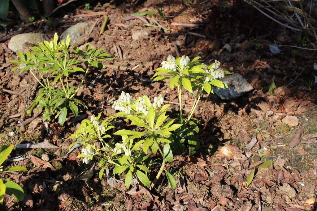 Purity i blomst