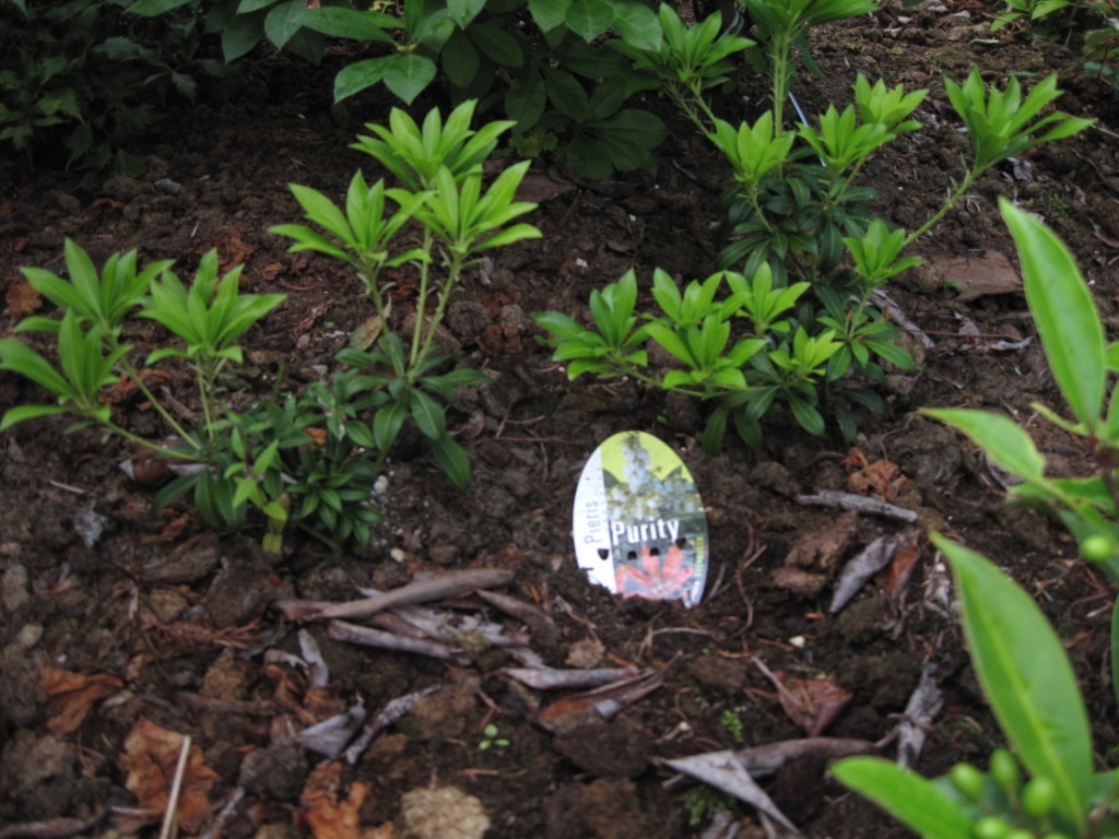 Pieris Purity.