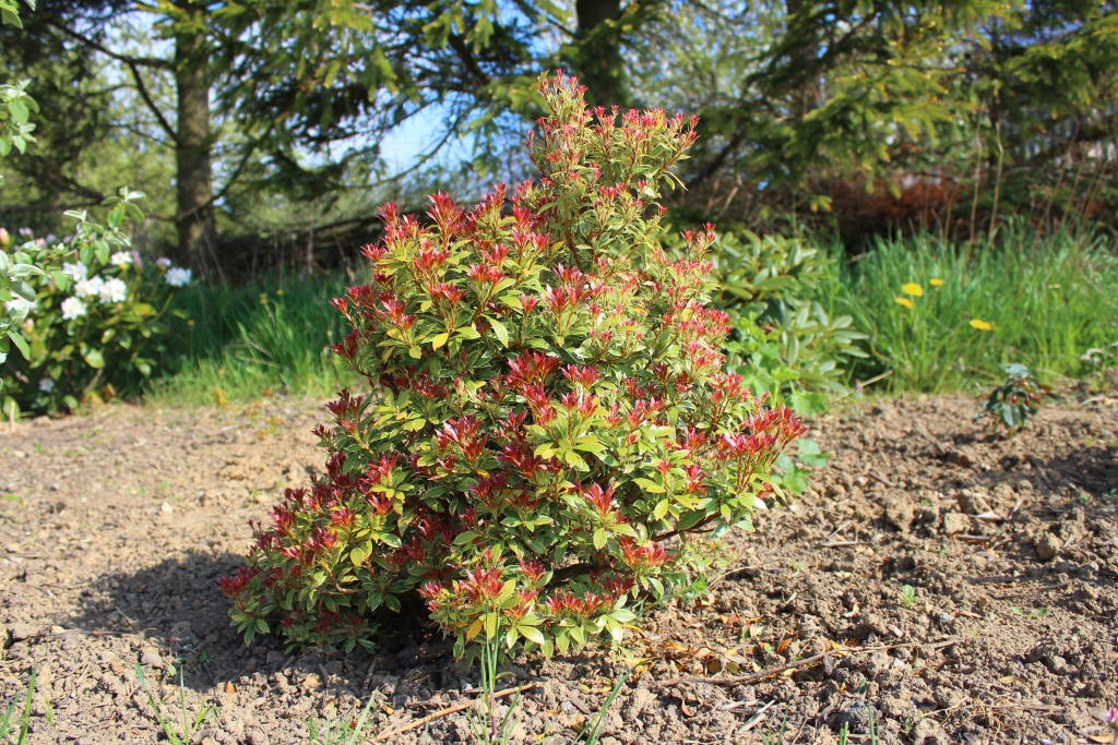 Pieris i læhegn
