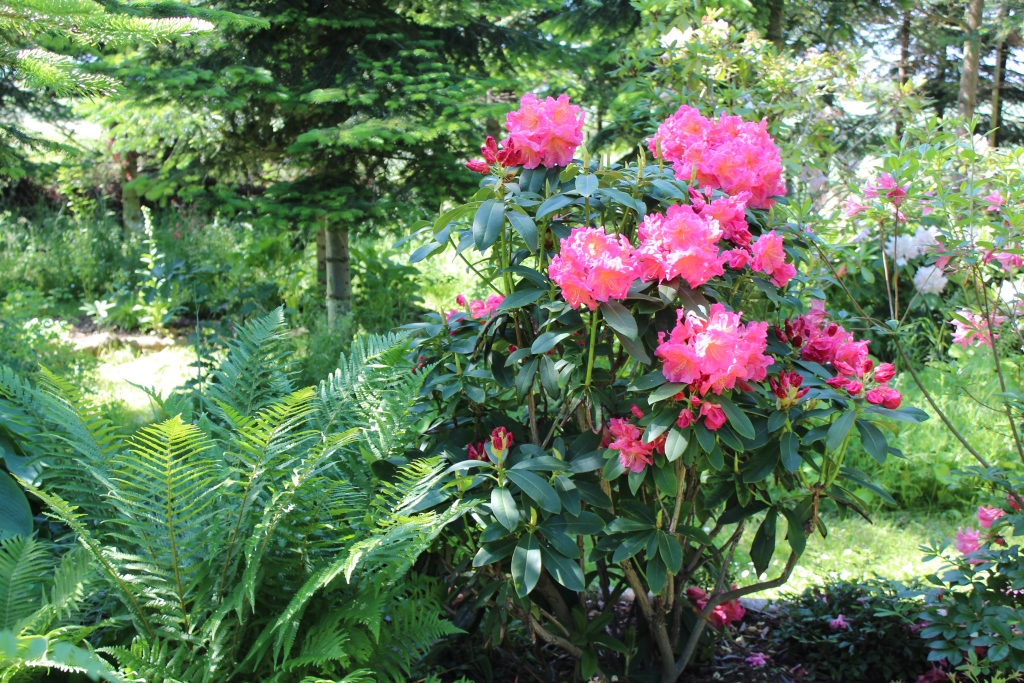 Sen laksefarvet rhododendron.