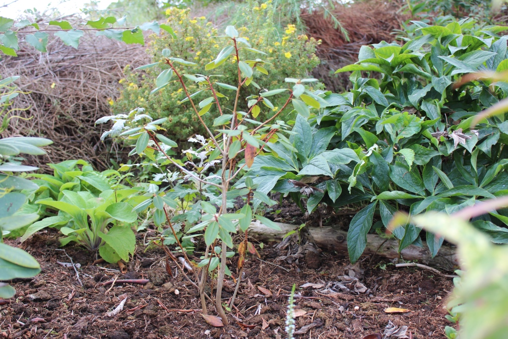 globigerum x proteoides
