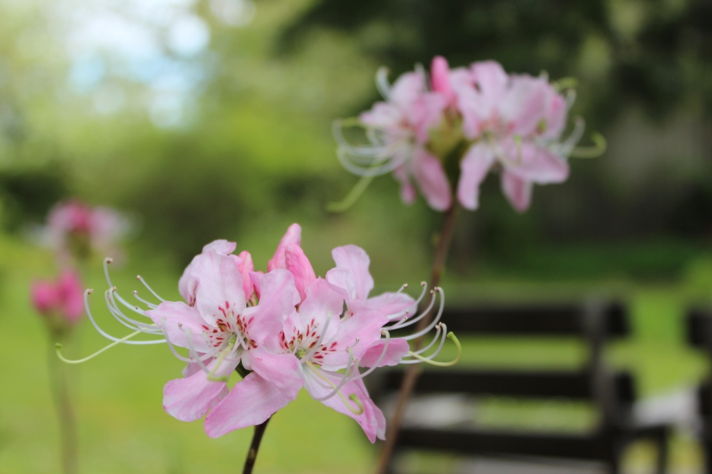 Vaseyi i blomst