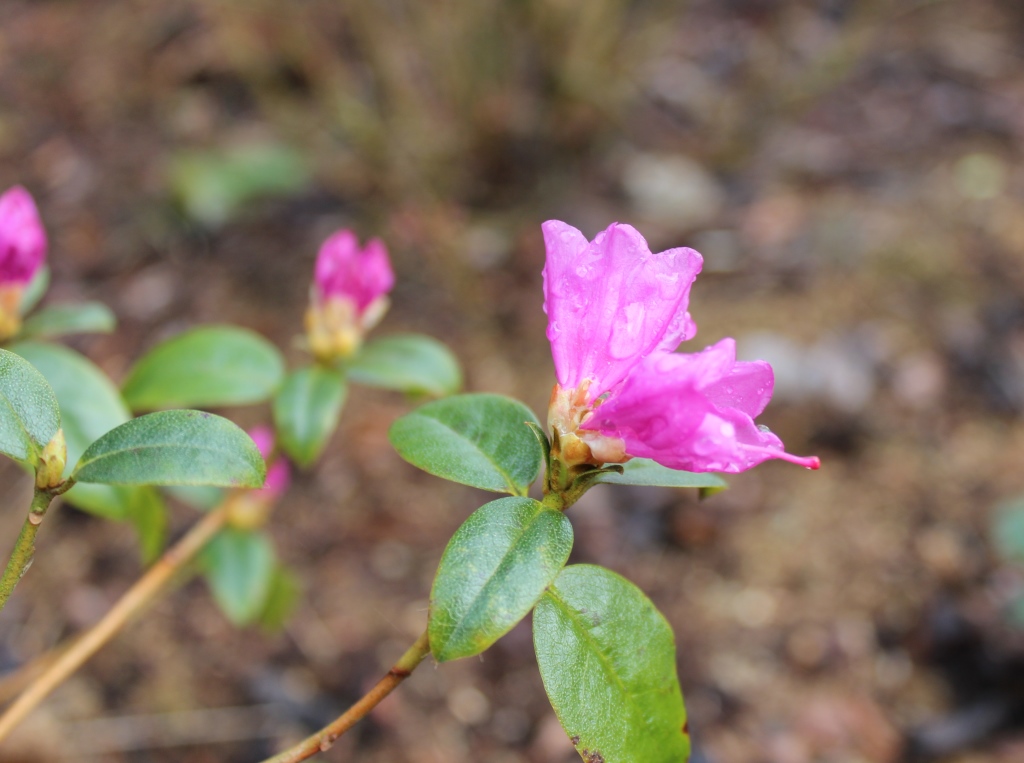 Praecox blomst