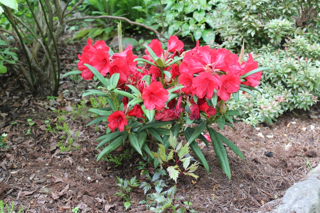 strigillosum