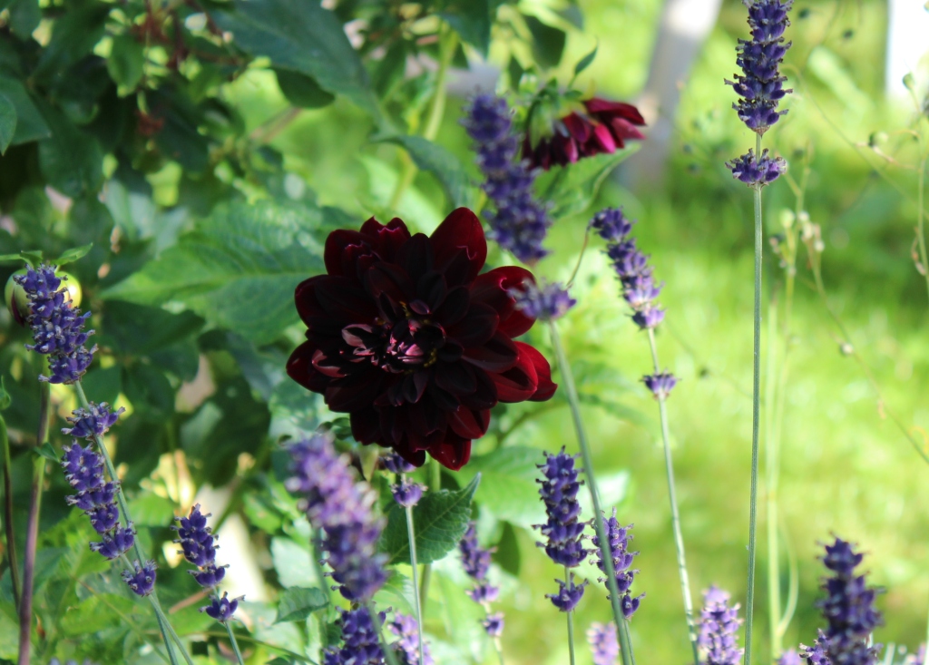 Mørk rødbrun dahlia.