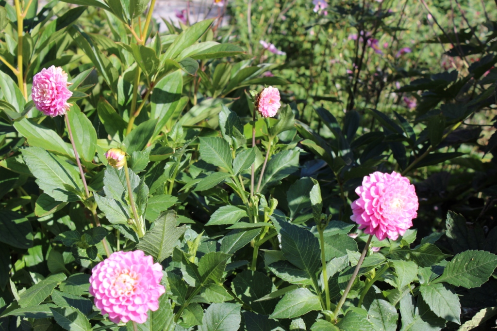 Pink ponpon dahlia