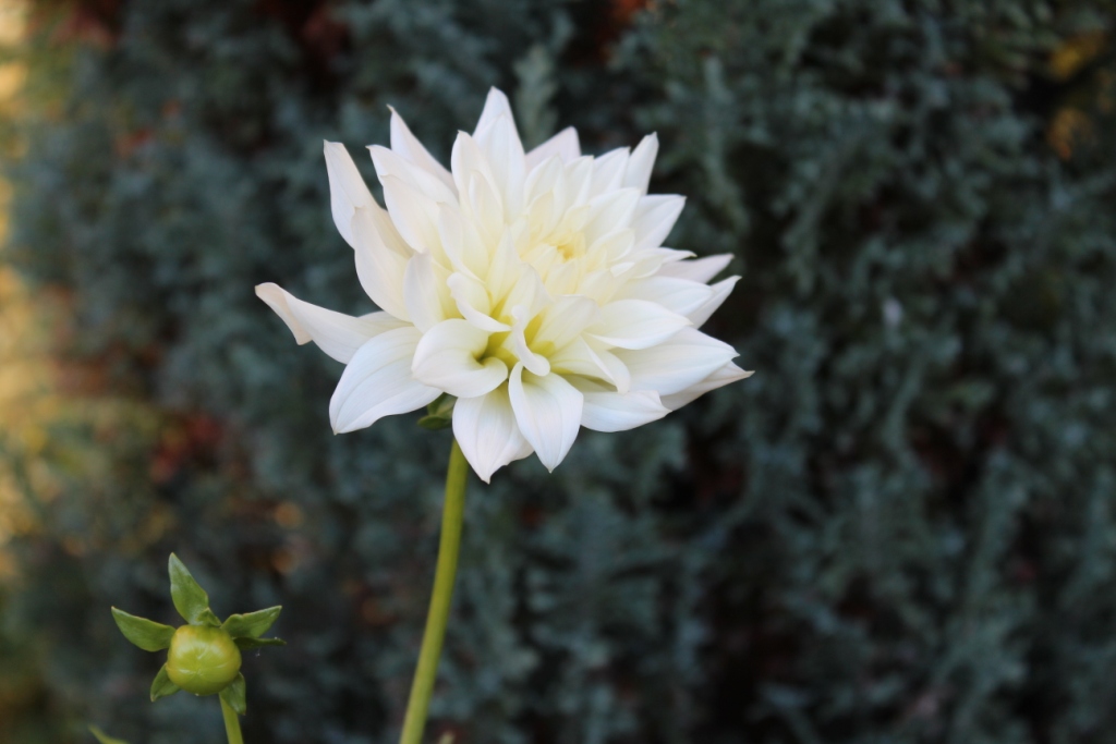 Hvid dahlia.