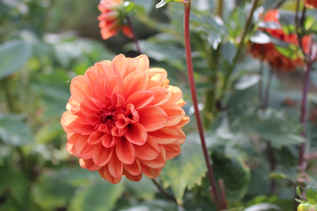 Dahlia Maarn