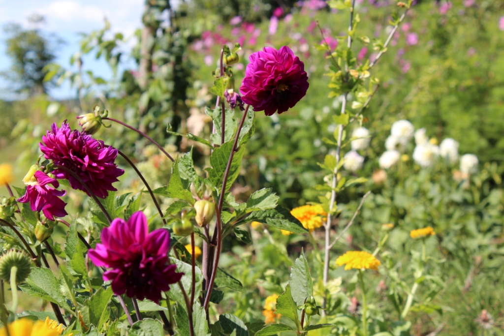 Mørk lilla dhalia.