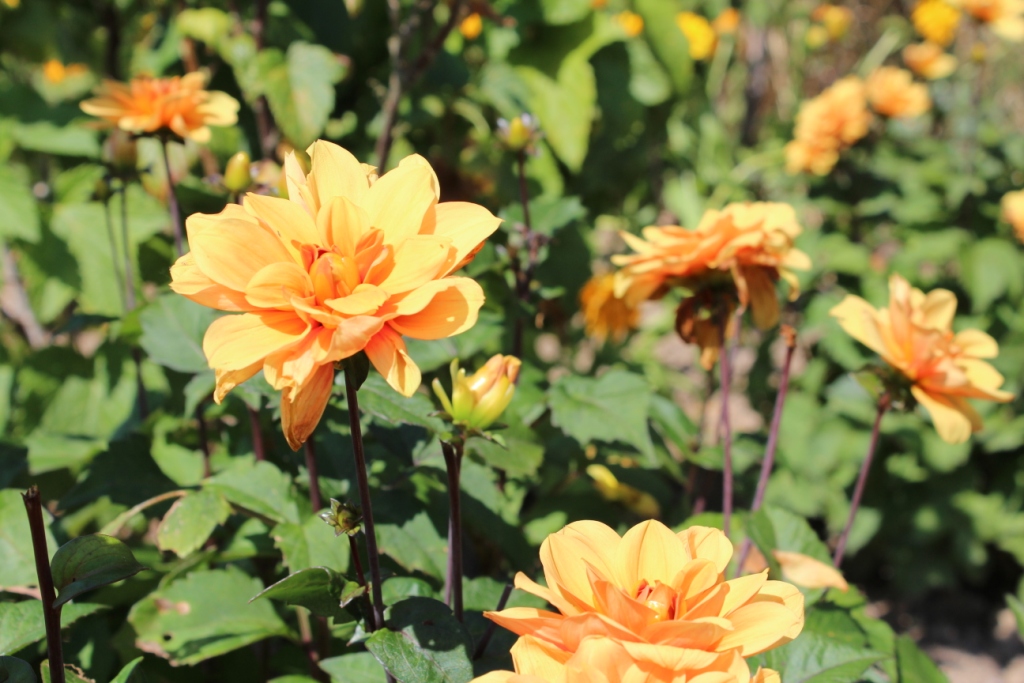 Gulbrun dhalia.