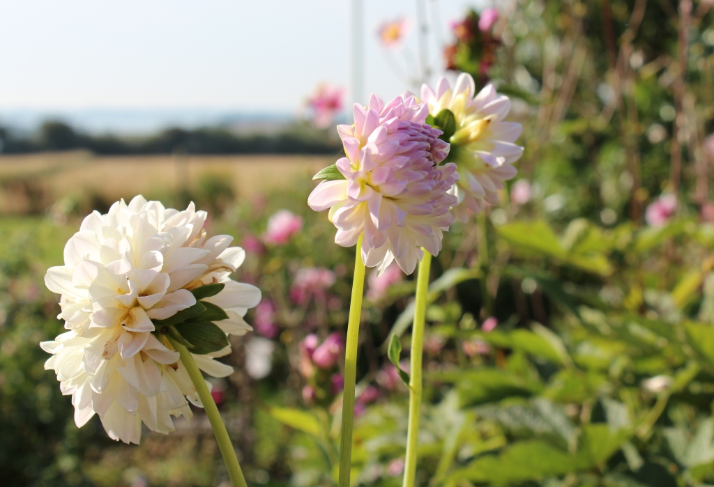 Dahlia8 med knopper.