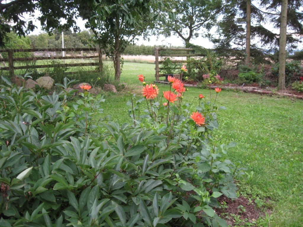 Bronze dhalia.