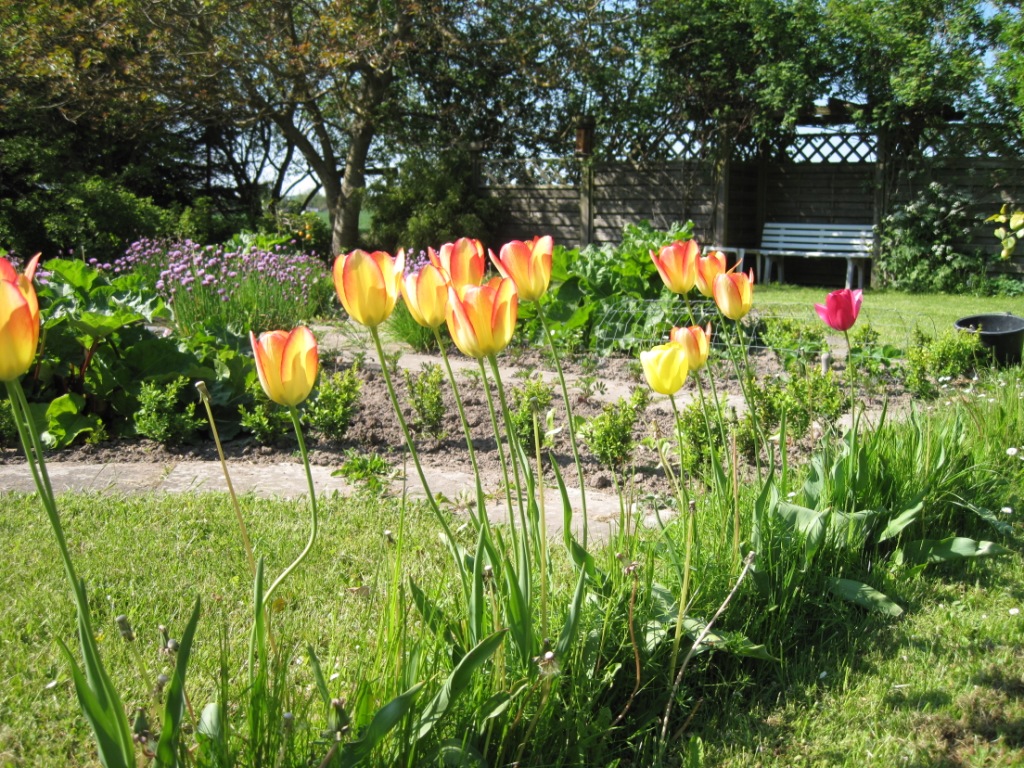 Gamle tulipaner.