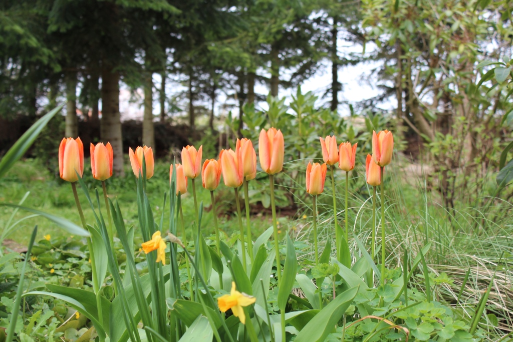 Tulip2