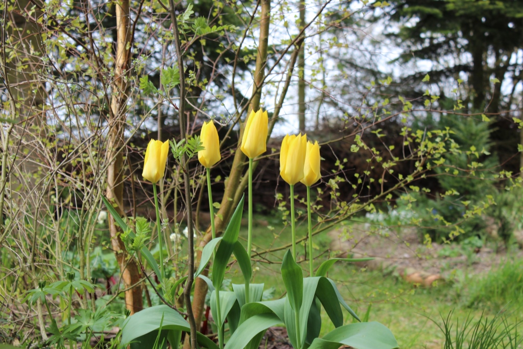 Tulip3