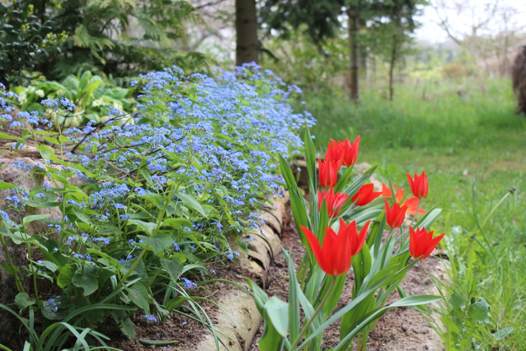 Sartrøde tulipaner
