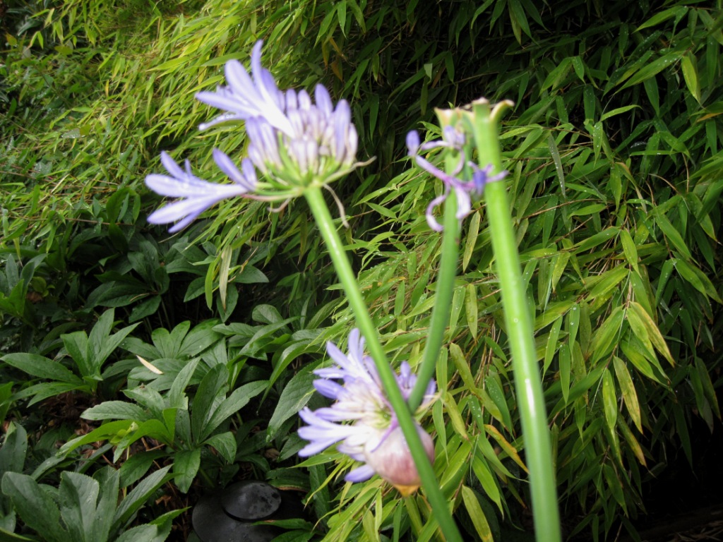 Naturens_luner