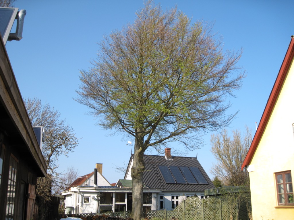 Bøgen udsprunget 23 april 2012