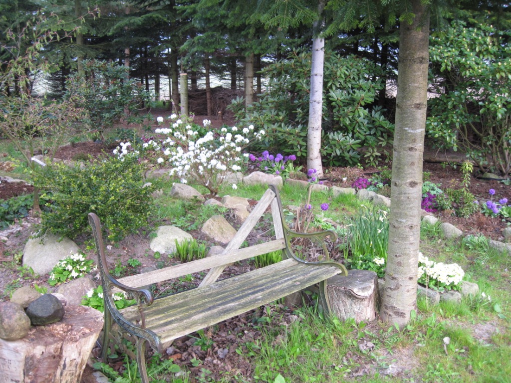 Tidlig rhododendron